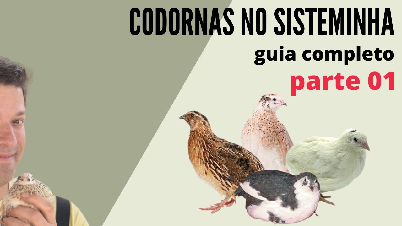 Criação de Codornas - Sisteminha -  Guia Completo / parte 02