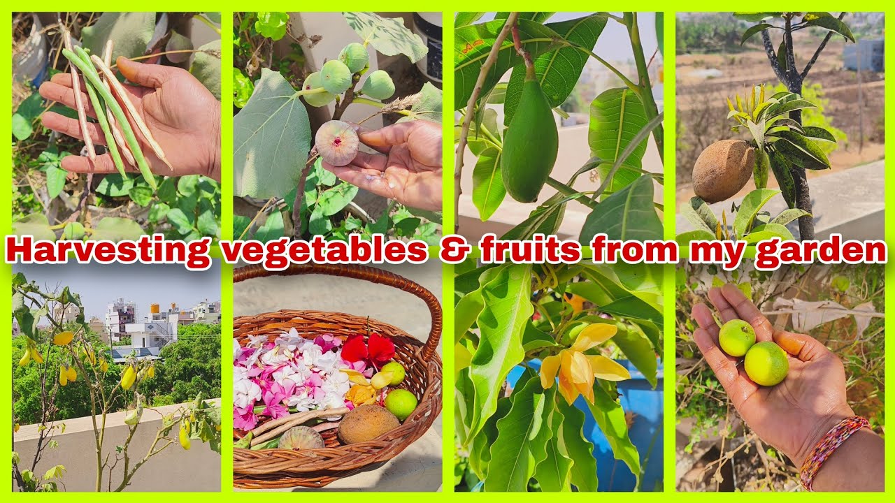 ತಾರಸೀ ತೋಟದಲ್ಲಿ 🍋🫛🥭ಹಣ್ಣು, ತರಕಾರಿಗಳ ಹಾರ್ವೆಸ್ಟಿಂಗ್/#Terracegarden #harvesting #gardenupdates #gardening