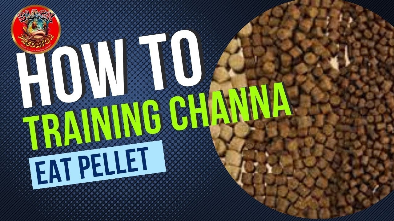 How To Traning Channa Eat Pellet