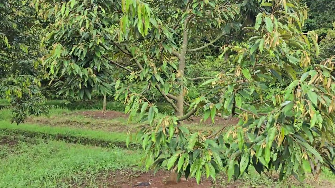 MUSIM HUJAN ADALAH MUSIM WASPADA BAGI PETANI DURIAN