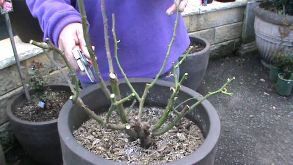 the guru winter prunes a potted rose plant