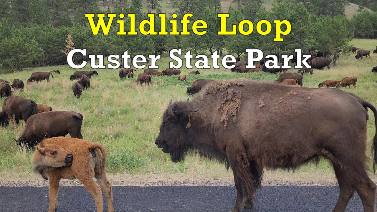 Driving through a LARGE HERD of BISON on the WILDLIFE LOOP ROAD at CUSTER STATE PARK South Dakota