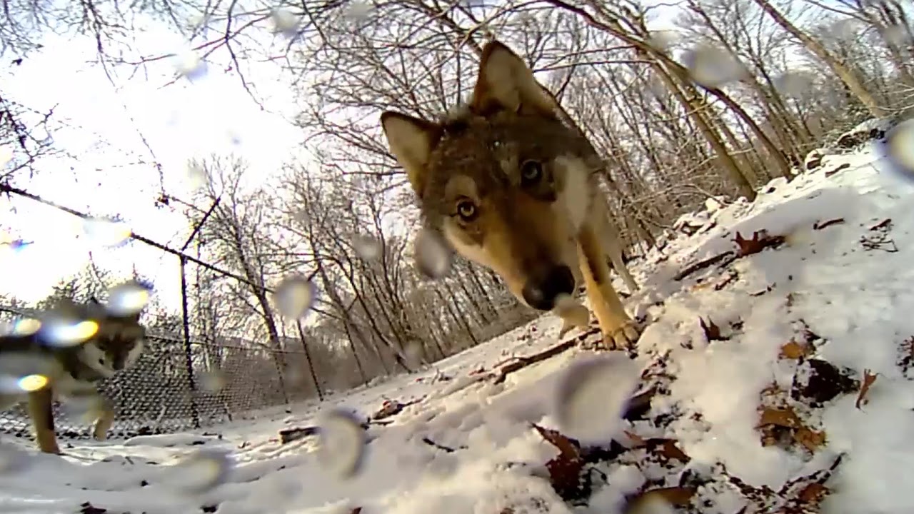360º Wolf Takeover