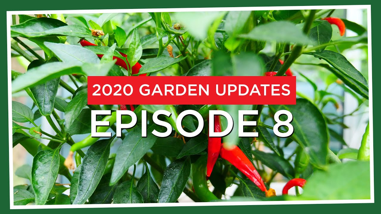 First ripe chillies..and we have a💥MUTANT!💥 (2020.E08 Garden Updates)