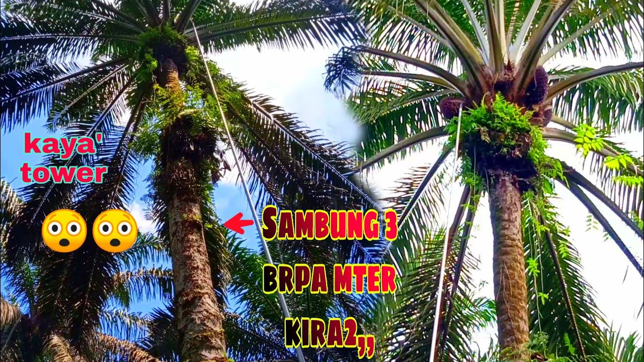Skill Panen kelapa sawit || tinggi nya kelewatan