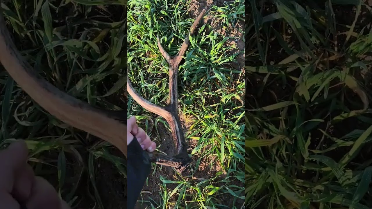 2 świeże &oacute;smaki i 2 stare parostki zrzuty jeleni 2025