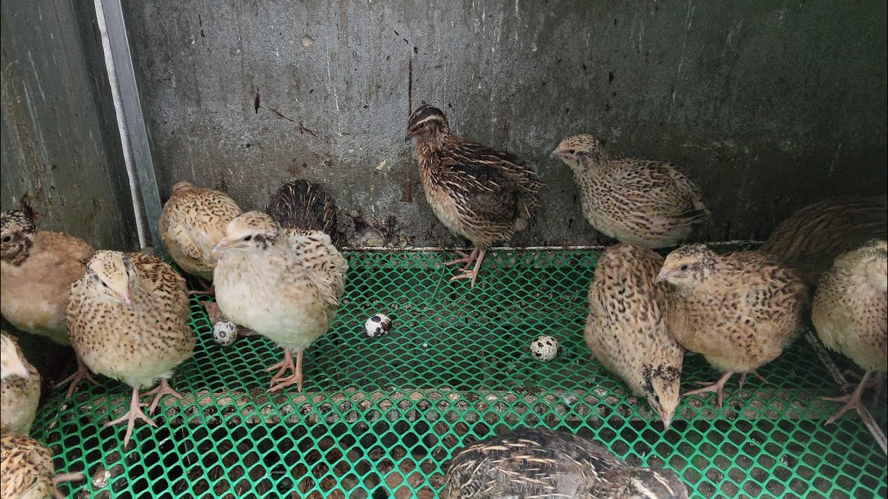 មេបាក្រួចអ៊ីតាលីធំៗសម្រាប់ធ្វើពូជល្អបំផុត