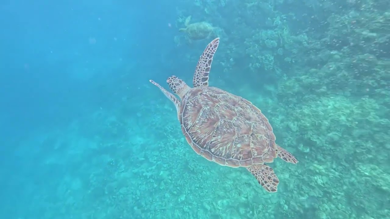 Mořské želvy - Three Corners Happy Life Beach Resort - Marsa Alam - sea turtles