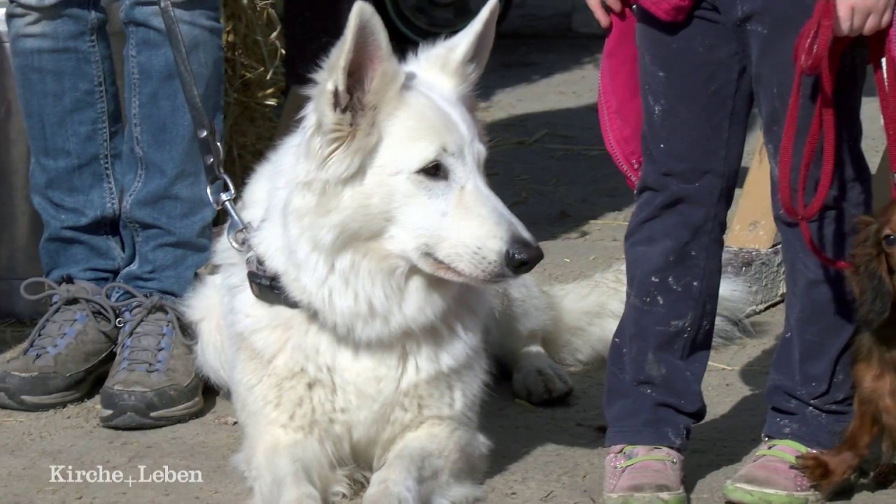 Segen für Pferde und Hunde beim Reitverein Senden-Bösensell