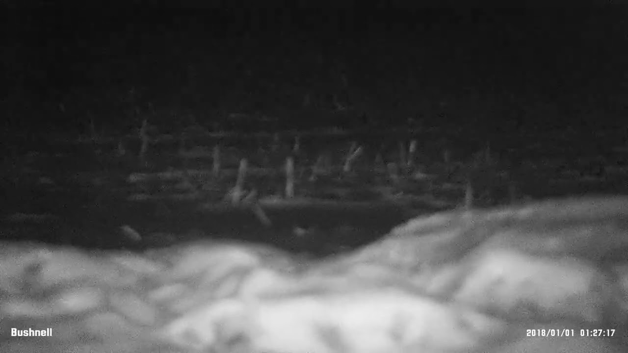 🇩🇪  Bushnell Equinox Z2 Restlichtverst&auml;rker - ein erster kurzer Blick. (Video 2131)