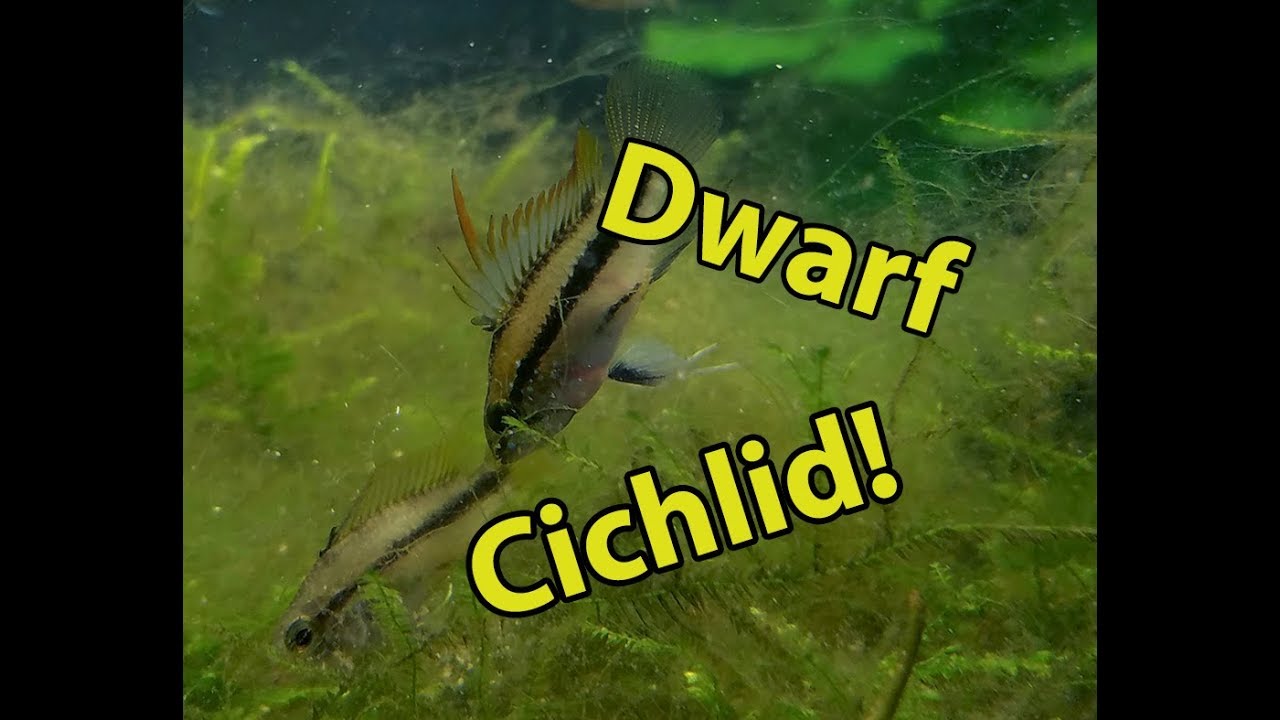 Three Banded Apisto  Apistogramma Trifasciata