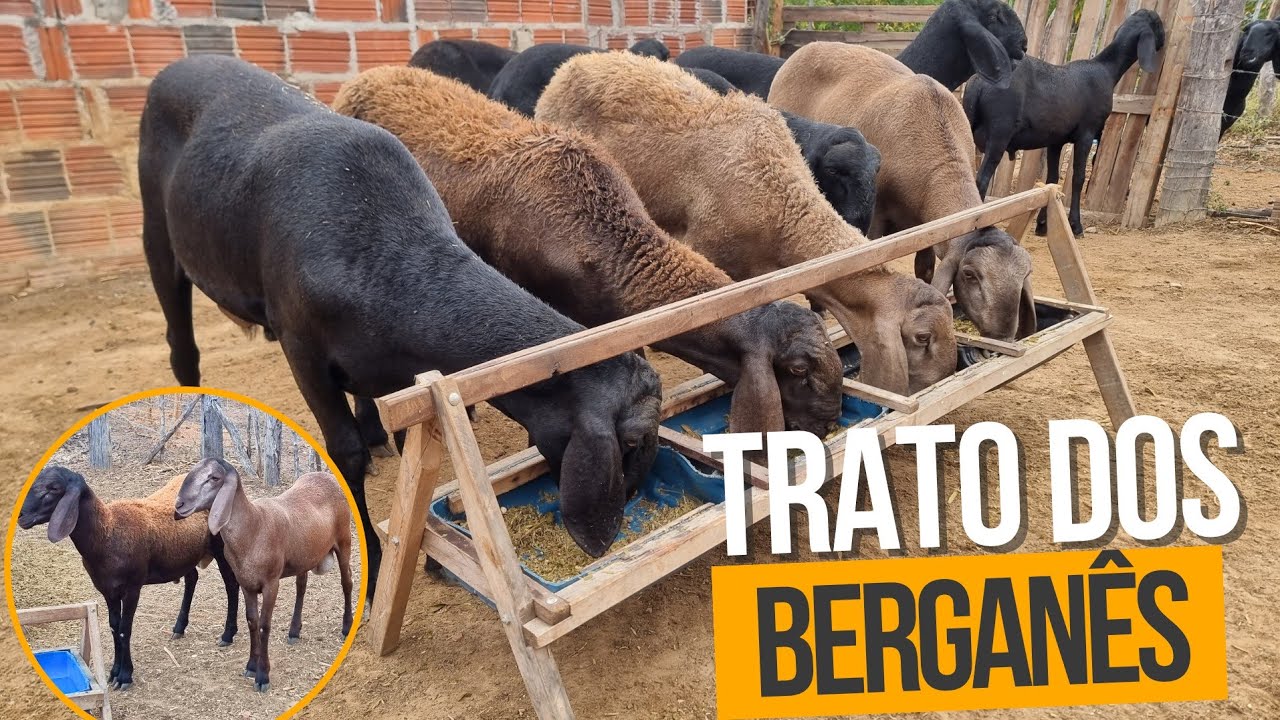 BERGANÊS A VENDA CENTRAL OVINOCAPRINOS (87)996456741