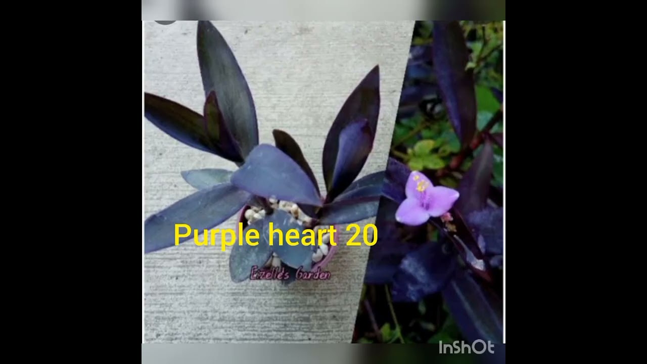costly plants at cheapest price