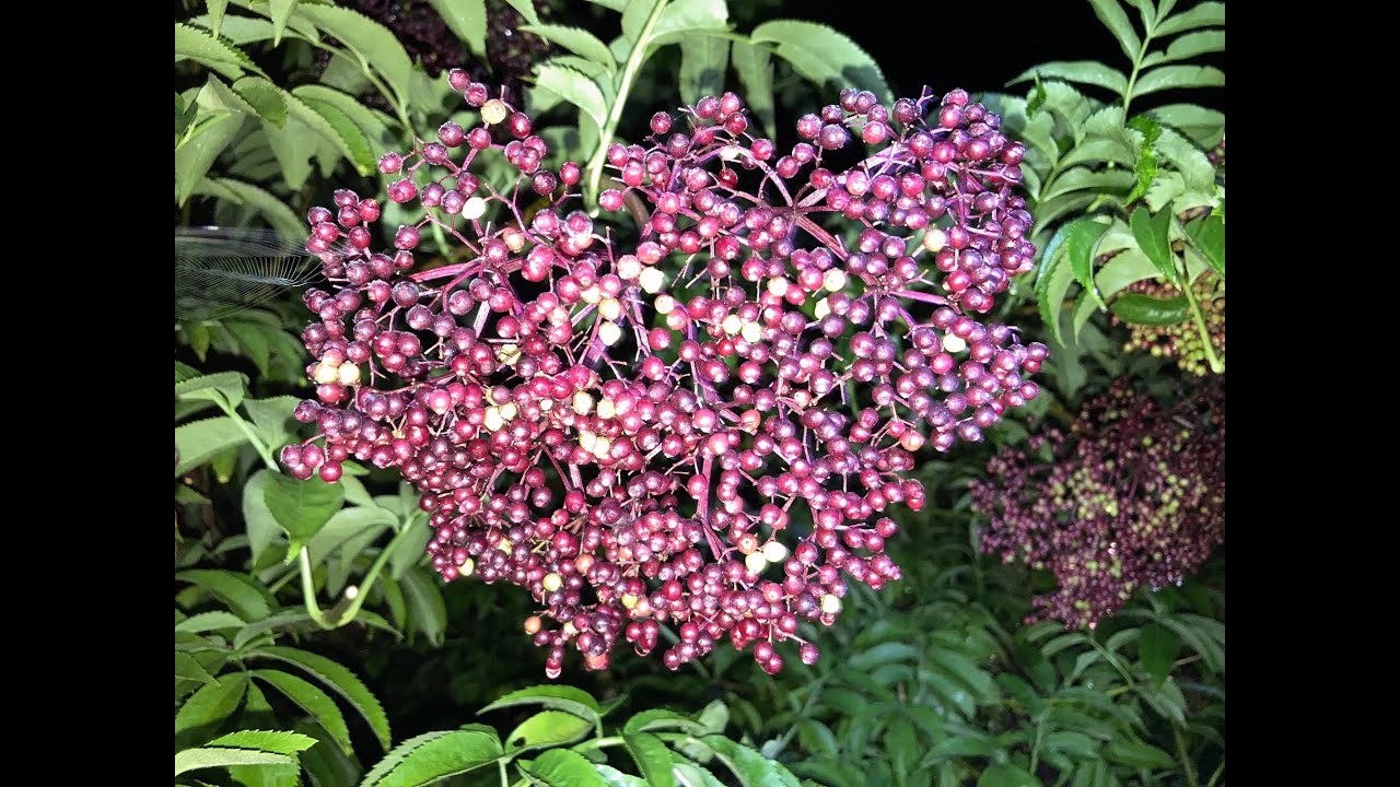 Harvesting elderberry (Sambucus canadensis, aka American elderberry)