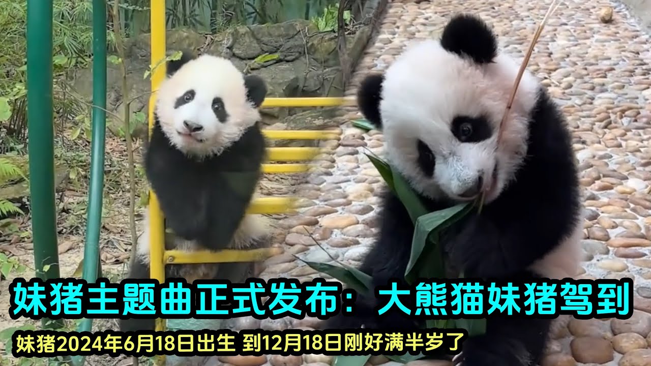 12月18日 妹猪主题曲正式发布，完整版先听为快，祝贺妹猪半岁生日快乐#판다 #大熊猫萌萌 #giantpanda #大熊猫妹猪