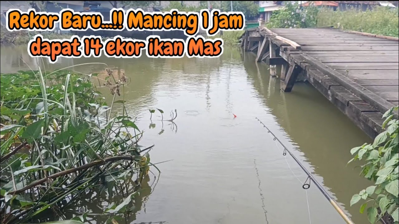 Rekor baru... 14 ekor ikan mas berhasil di selamatkan di sungai liar ini