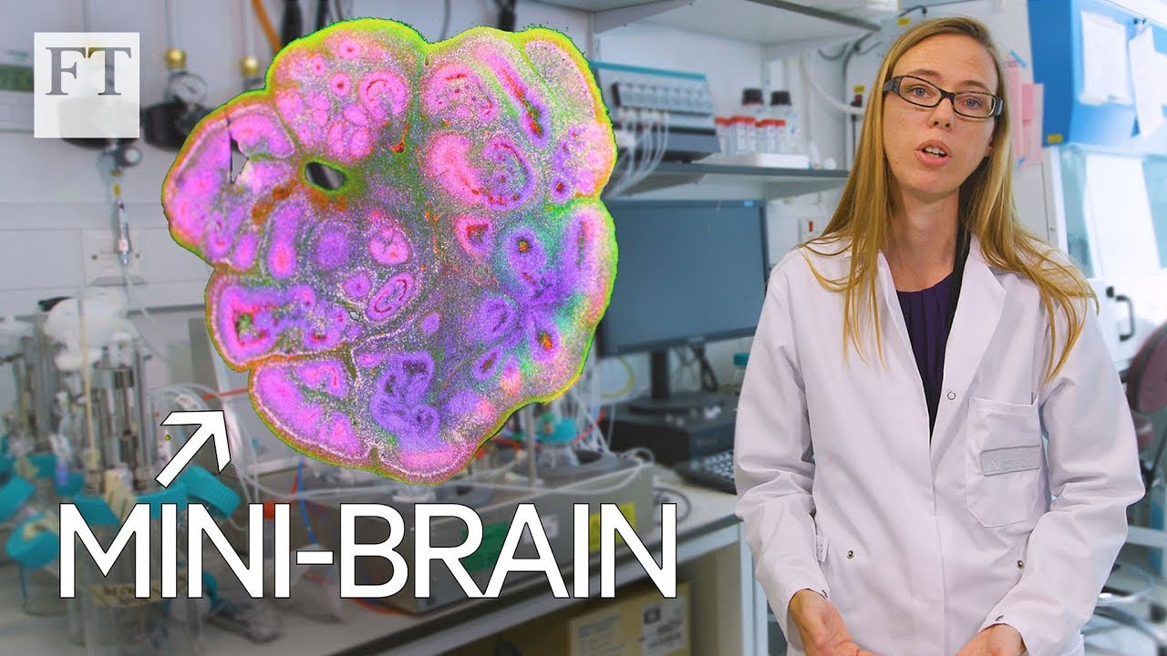 How mini-brains could revolutionise neuroscience | Masters of Science