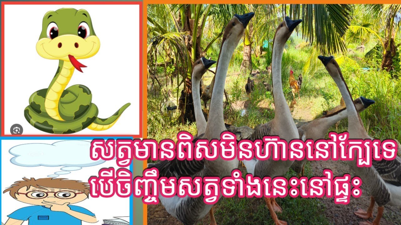 Raising good geese/សត្វ​មានពិសខ្លាចសត្វនេះណាស់