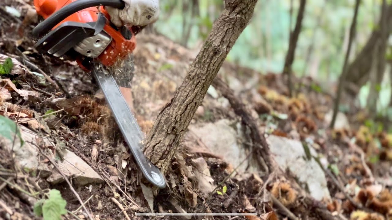 TAGLIO BOSCO CEDUO con MOTOSEGA