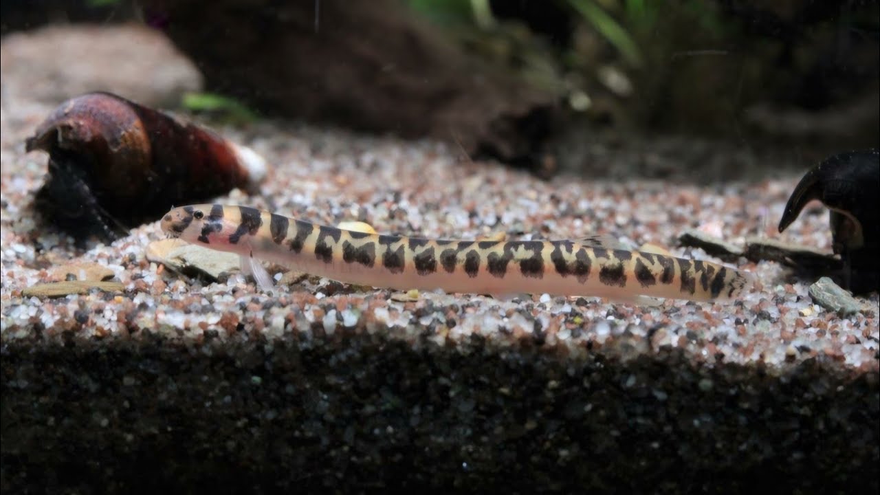 Pangio shelfordii - Shelfords Dornauge