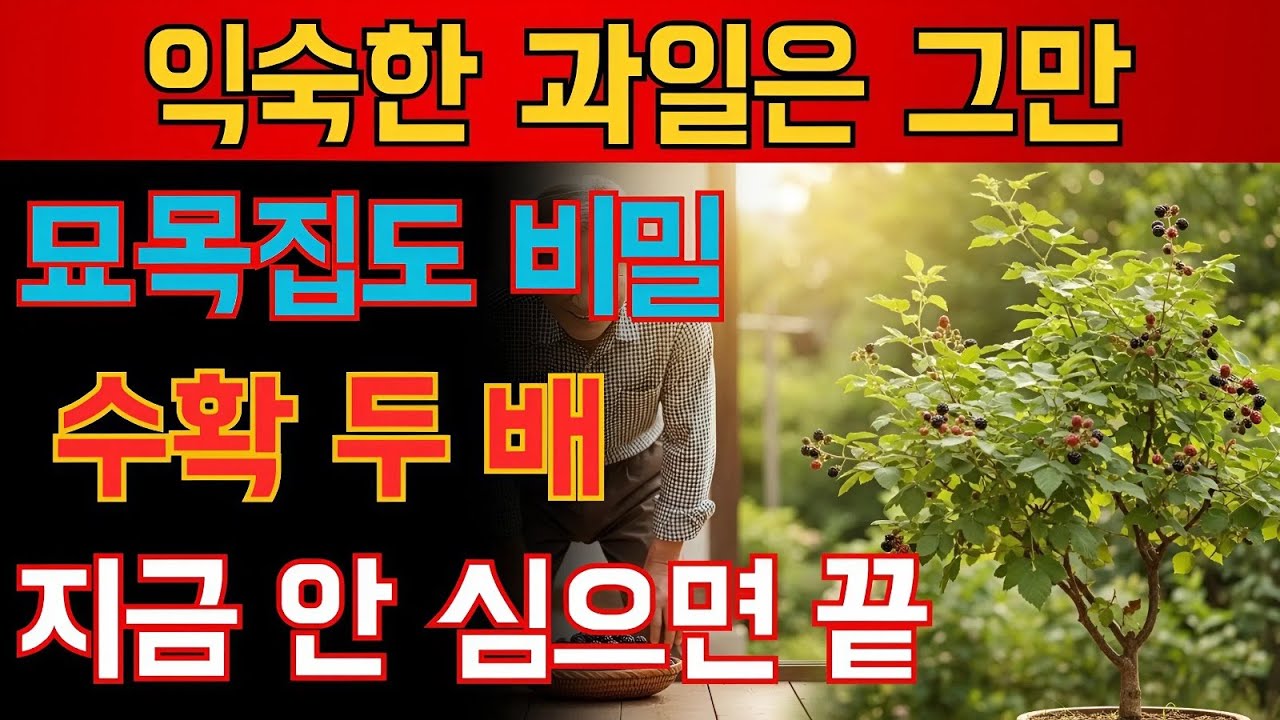 아무도 안 파는 수확 두 배 나무, 묘목집도 숨긴 진짜 효자 과일! 병에도 강하고 화분 하나면 충분합니다. 안 심으면 늦어요.