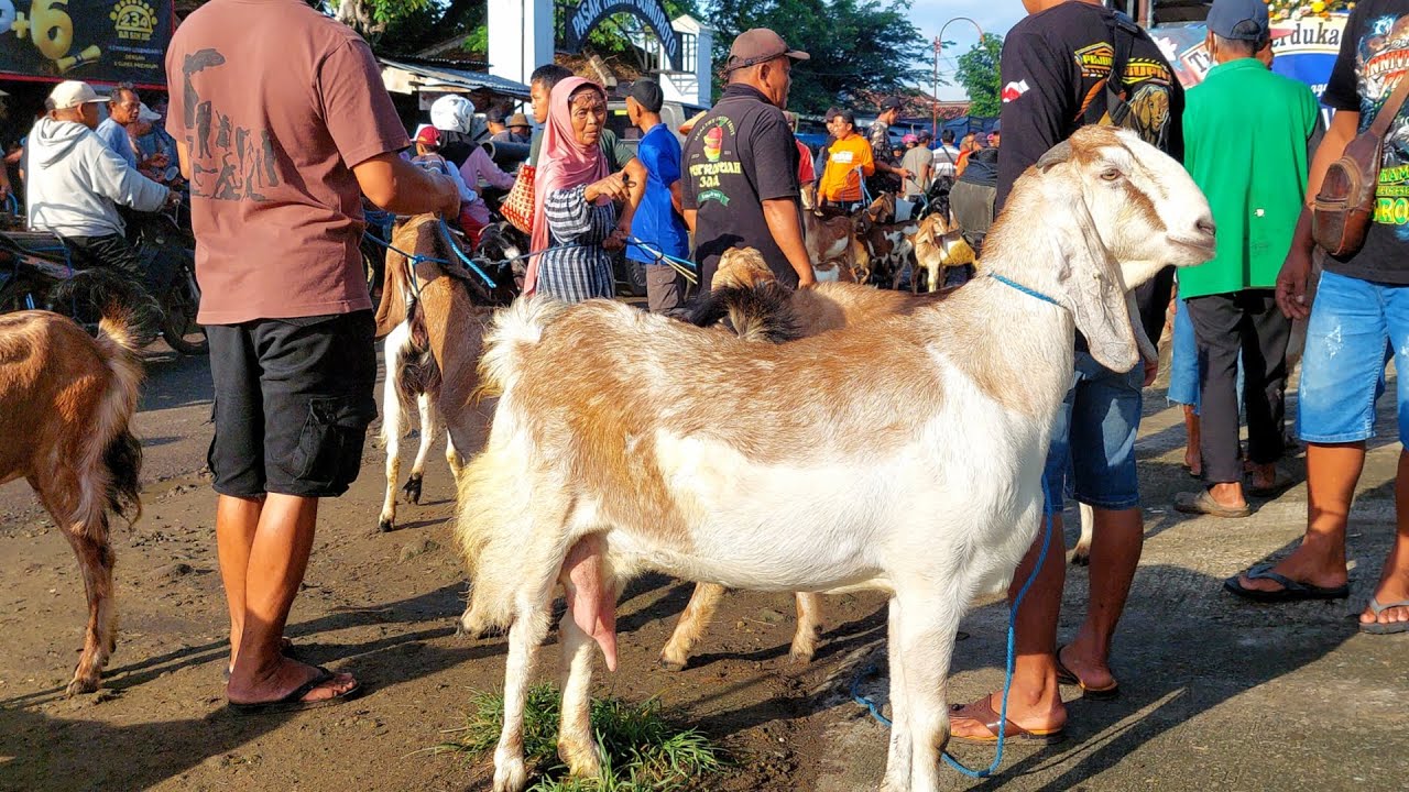 FULL INDUKAN SUPER HARGA MURAH‼️ Pasar Kambing Sumoroto Ponorogo