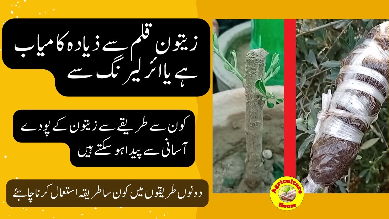 Olive Propagation، Cutting or Air layering, Which one is Best/ زیتون کے پودے قلم یا ائر لیرنگ