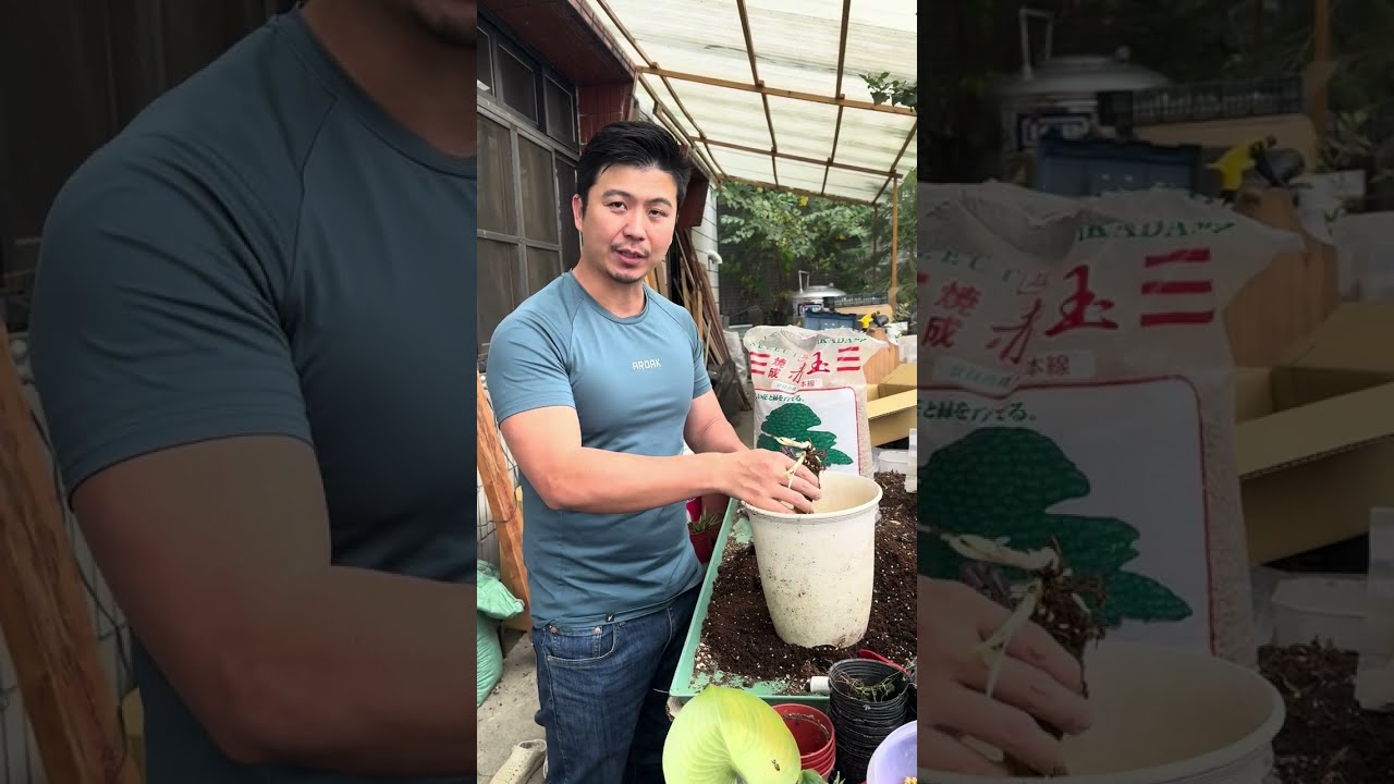 春天直賣所 直播 荷包牡丹與百子蓮 種植方法