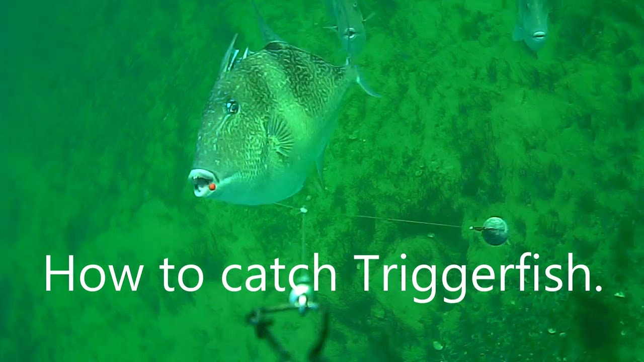 How to catch Triggerfish