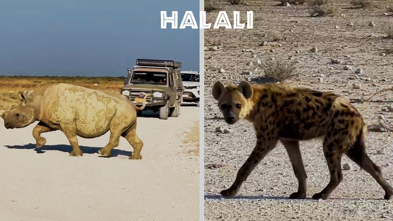 EP-11 Namibia | Etosha National Park,Part-2| Halali Camp | North-Western Namibia |Africa