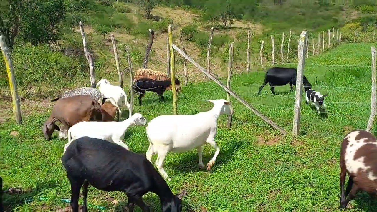 piquete de ovelha 🌾🐑