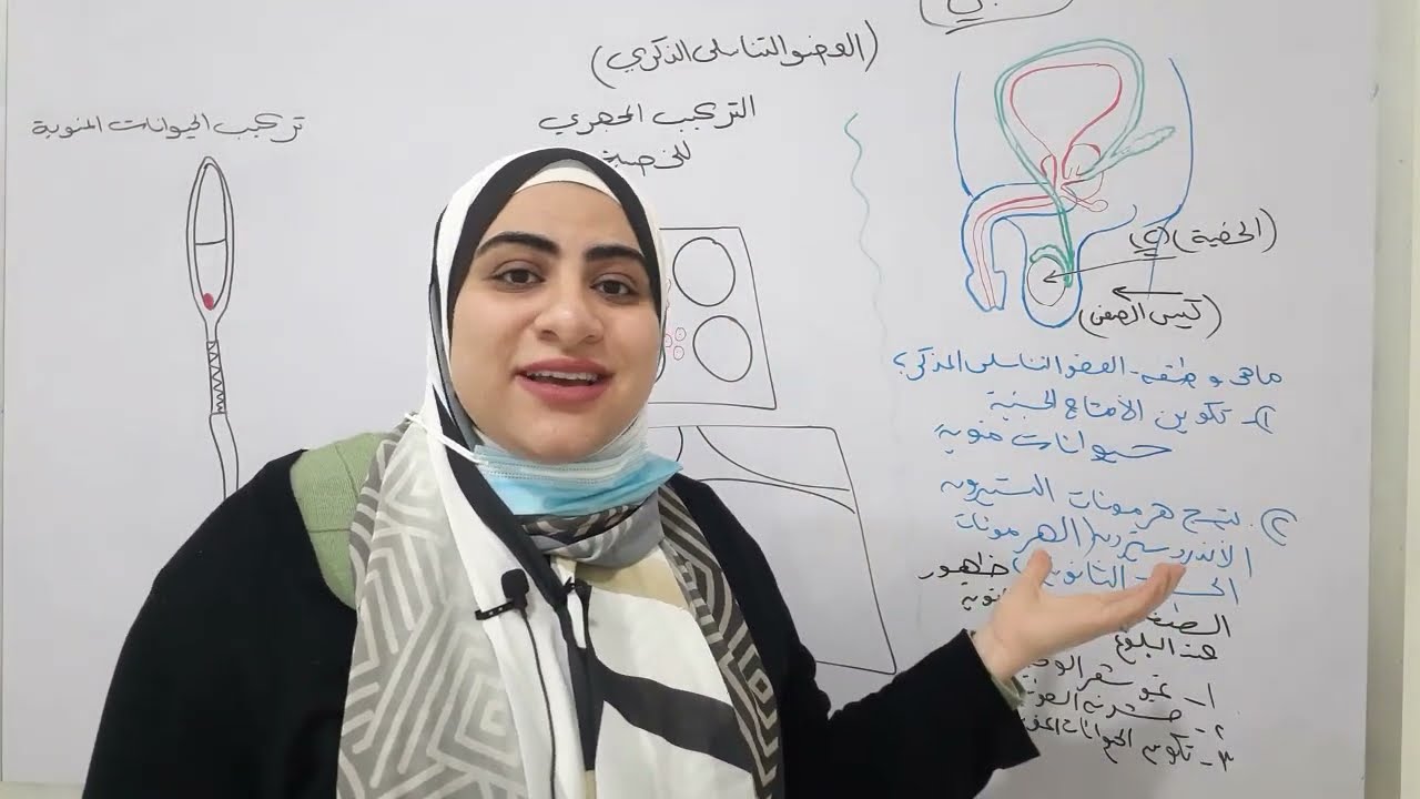 الجهاز التناسلي الذكري في الانسان  ومكوناته و القطاع في الخصيه وتركيب الحيوان المنوي ومراحل تكوينه