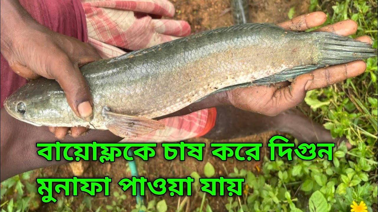 ভিয়েতনাম শোল মাছের সঠিক পদ্ধতি 01799515226