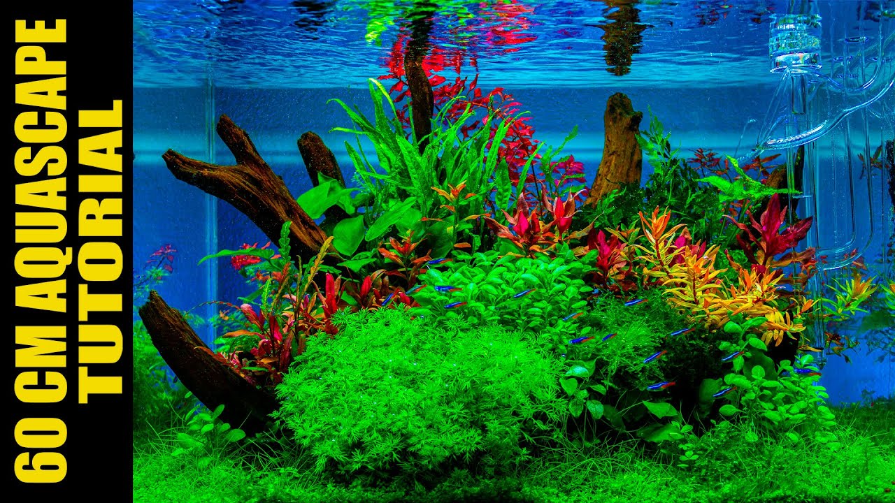 60CM AQUASCAPING AQUARIUM | STEP BY STEP | ENGLISH VERSION | AQUA WAI