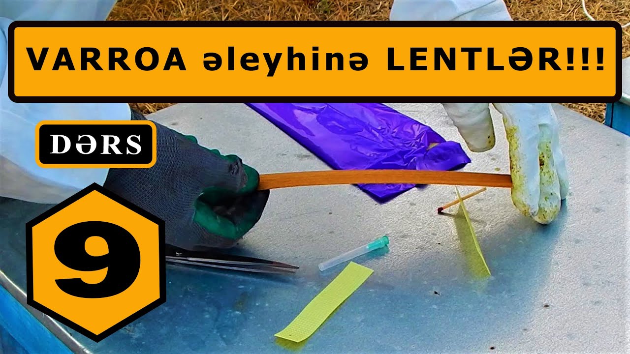 Varroa əleyhinə lent tətbiqinin düzgün üsulu. | Sıfırdan Arıçılıq. DƏRS - 9