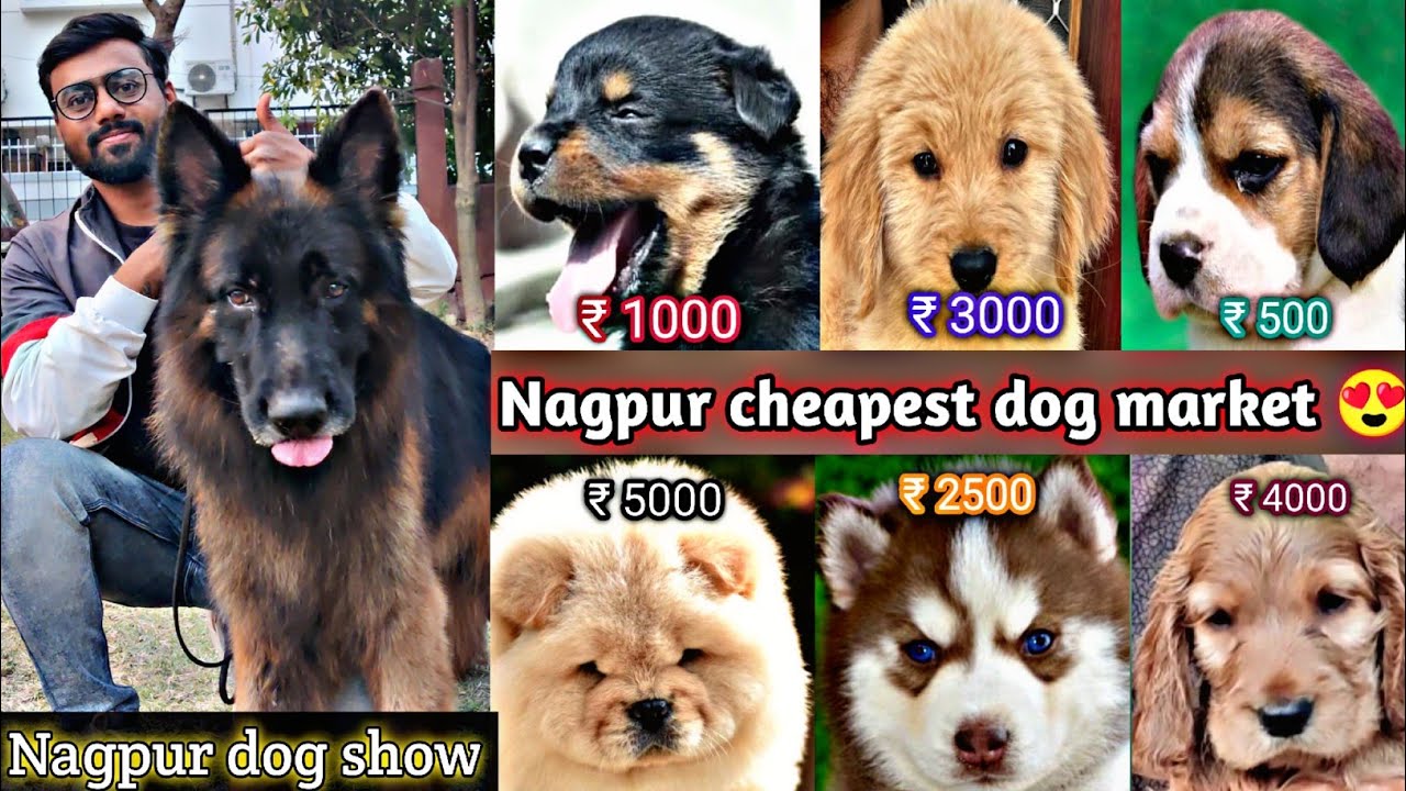 Nagpur dog market 💥 Nagpur dog show 2k23 😍 All dog breeds puppy available in low price 🔥 | नागपुर