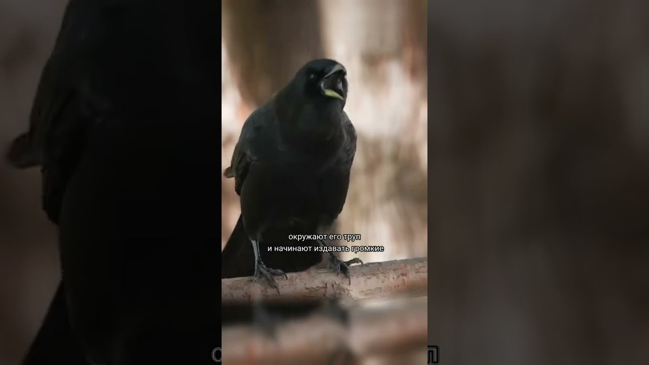 Вороньи похороны