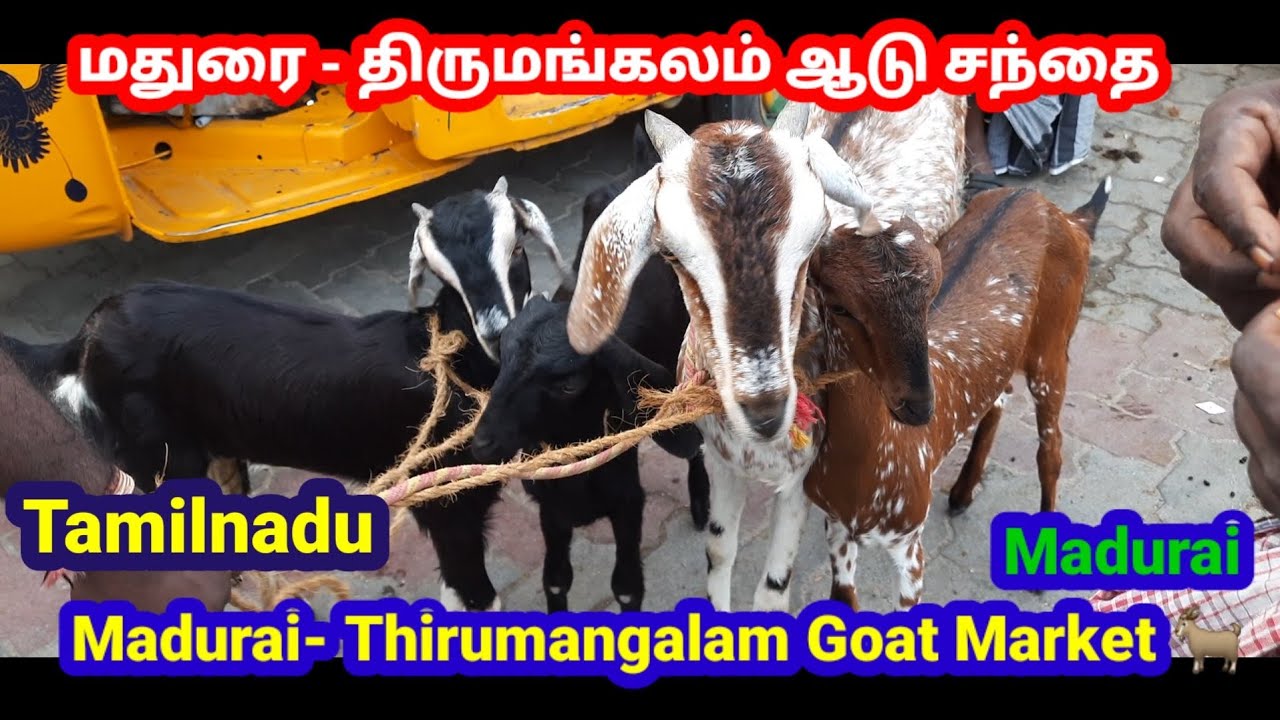 திருமங்கலம் ஆடு சந்தை/மதுரை/Madurai/Thirumangalam Goat Market/@tamilvivasayi