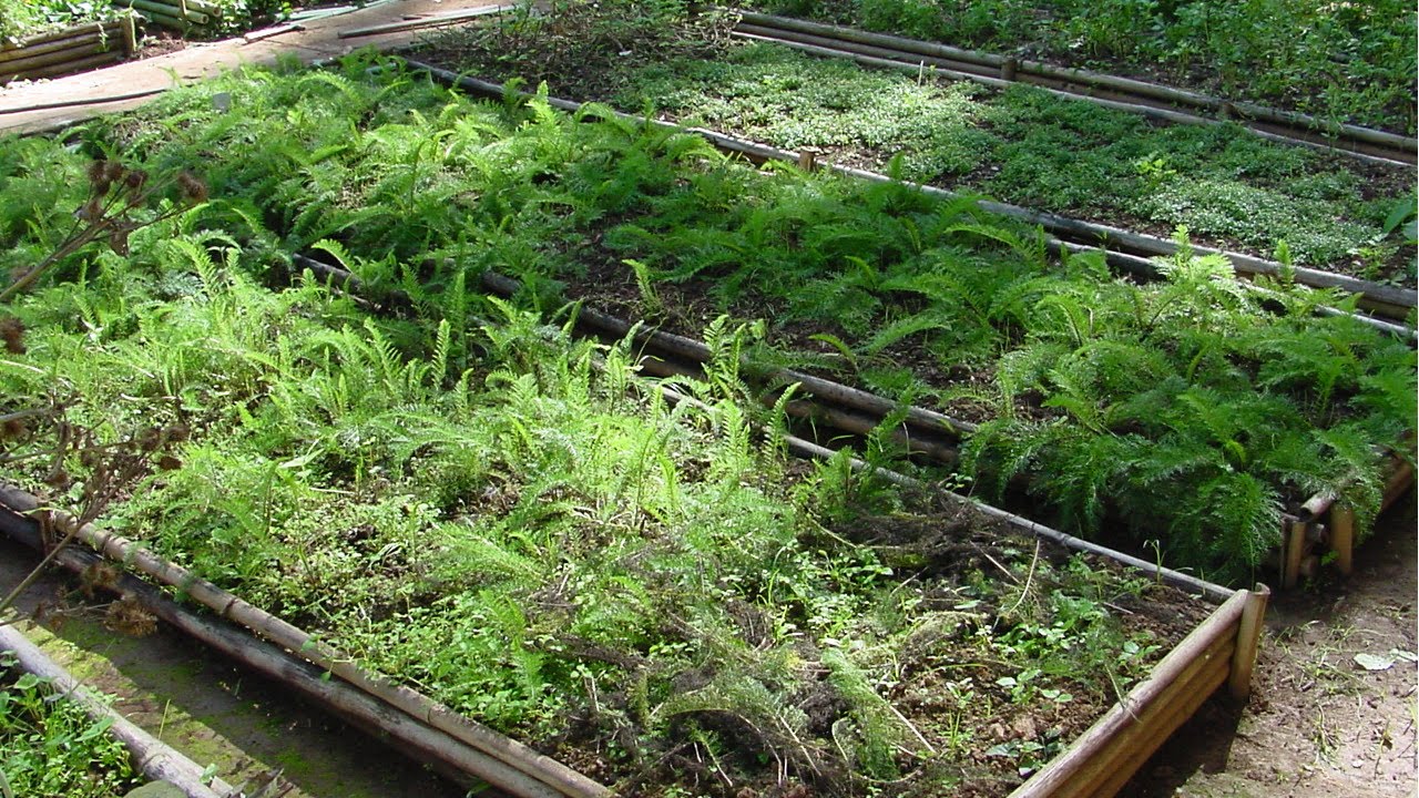 Curso Plantas Medicinais e Aromáticas - Propagação Vegetativa Natural - Cursos CPT