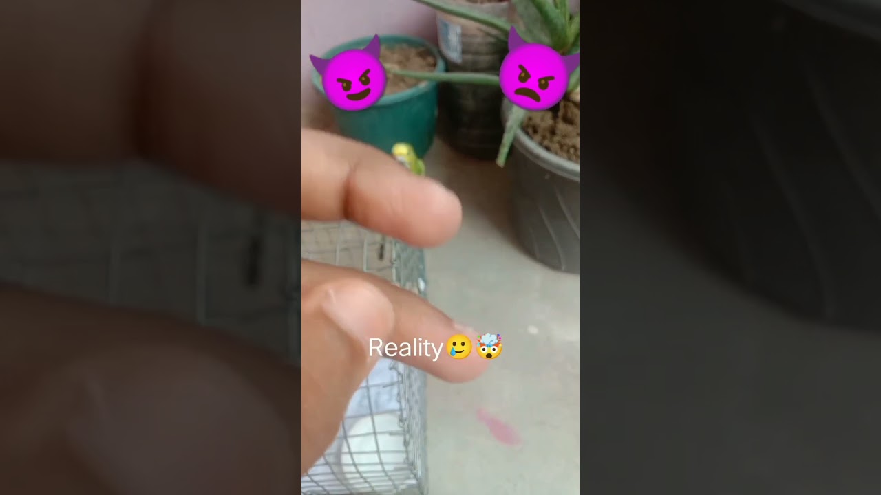 expectation vs reality of owning budgie #viral #bird #trending #parakeet #parrot