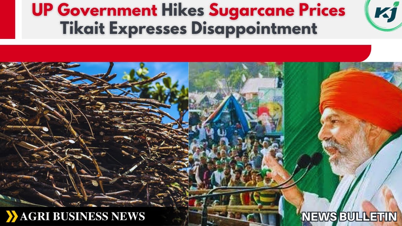 Uttar Pradesh Government Hikes Sugarcane Prices, Tikait Expresses Disappointment