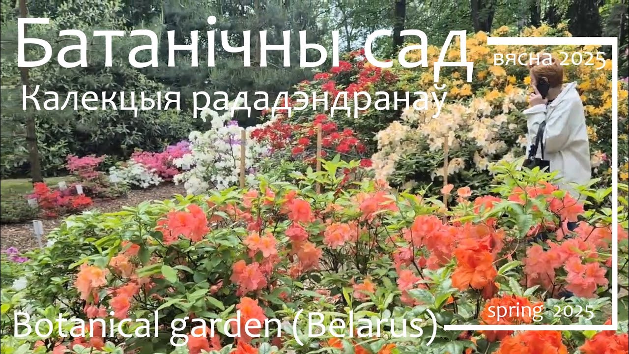 Рададэндраны Мінскага Батанічнага сада / Botanical Garden, Rhododendron (Minsk, Belarus)