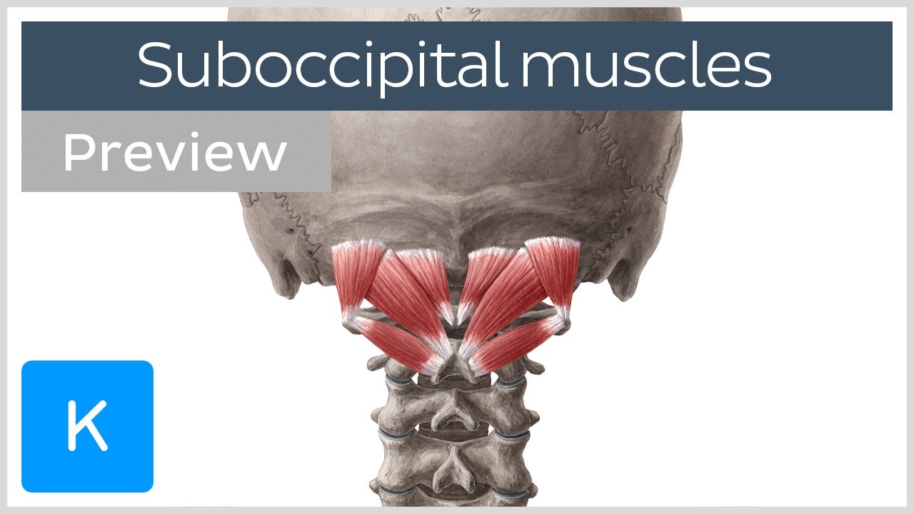 Overview of the suboccipital muscles (preview) - Human Anatomy |&nbsp;Kenhub