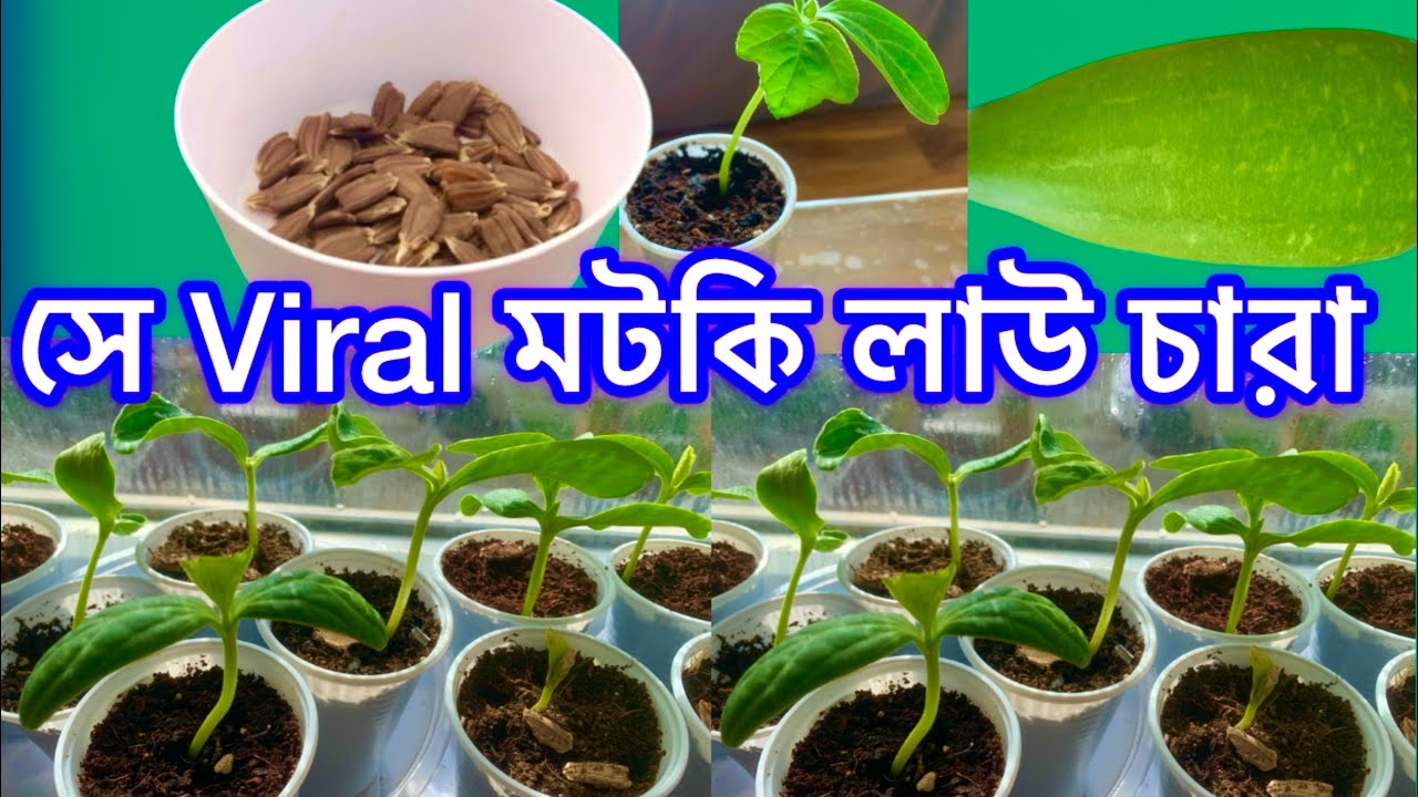 এক শাতে ১০০ টি বাংলা লাউর চারা করে নিলাম Germinating 100 Bottle Gourd Seeds SHOKHER BAGAN UK 2026