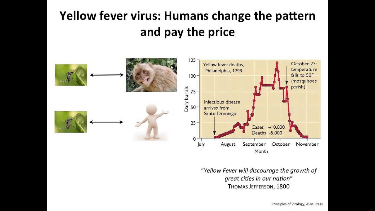 Virology 2013 Lecture #23 - Emerging viruses