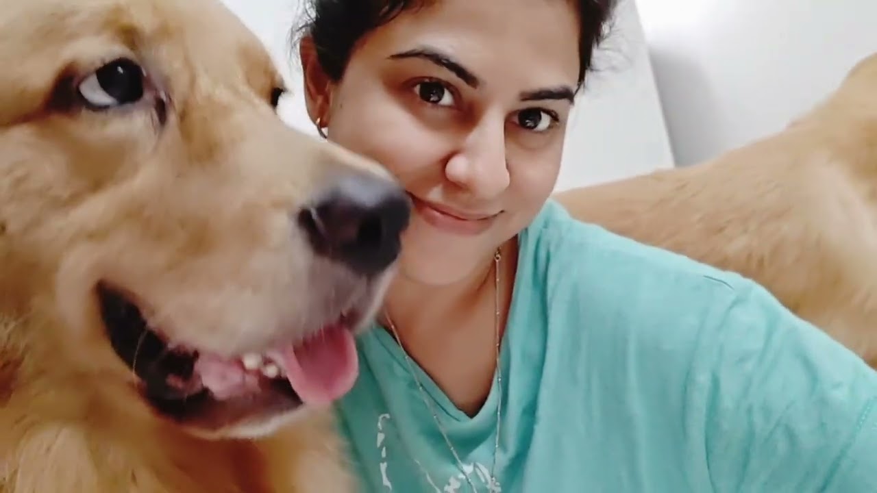 Vlogging with my golden retrievers babies 🐾🤌 | Three Golden retriever 🫰| Daily Pets Video 🐾🐶