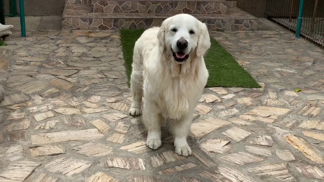 Another Masterpiece of Clear Passion - 12 years old male Golden Retriever