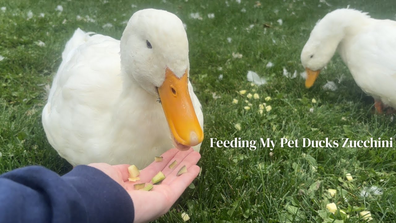 Feeding My Pet Ducks Zucchini 
