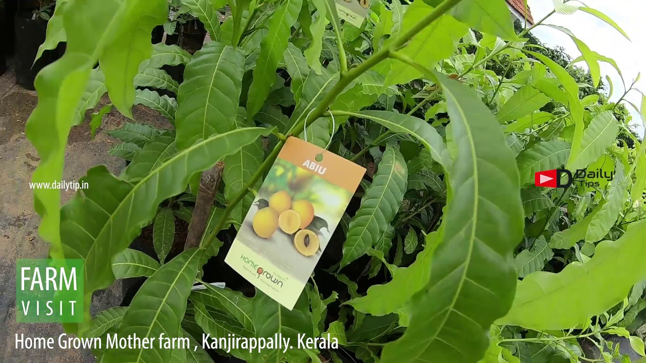 Farm visit : Homegrown Kanjirappally Mother farm short walk through