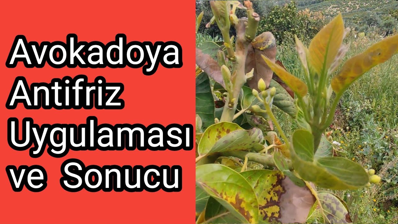 Avokado Ağacına Antifriz Uygulaması ve Sonucu